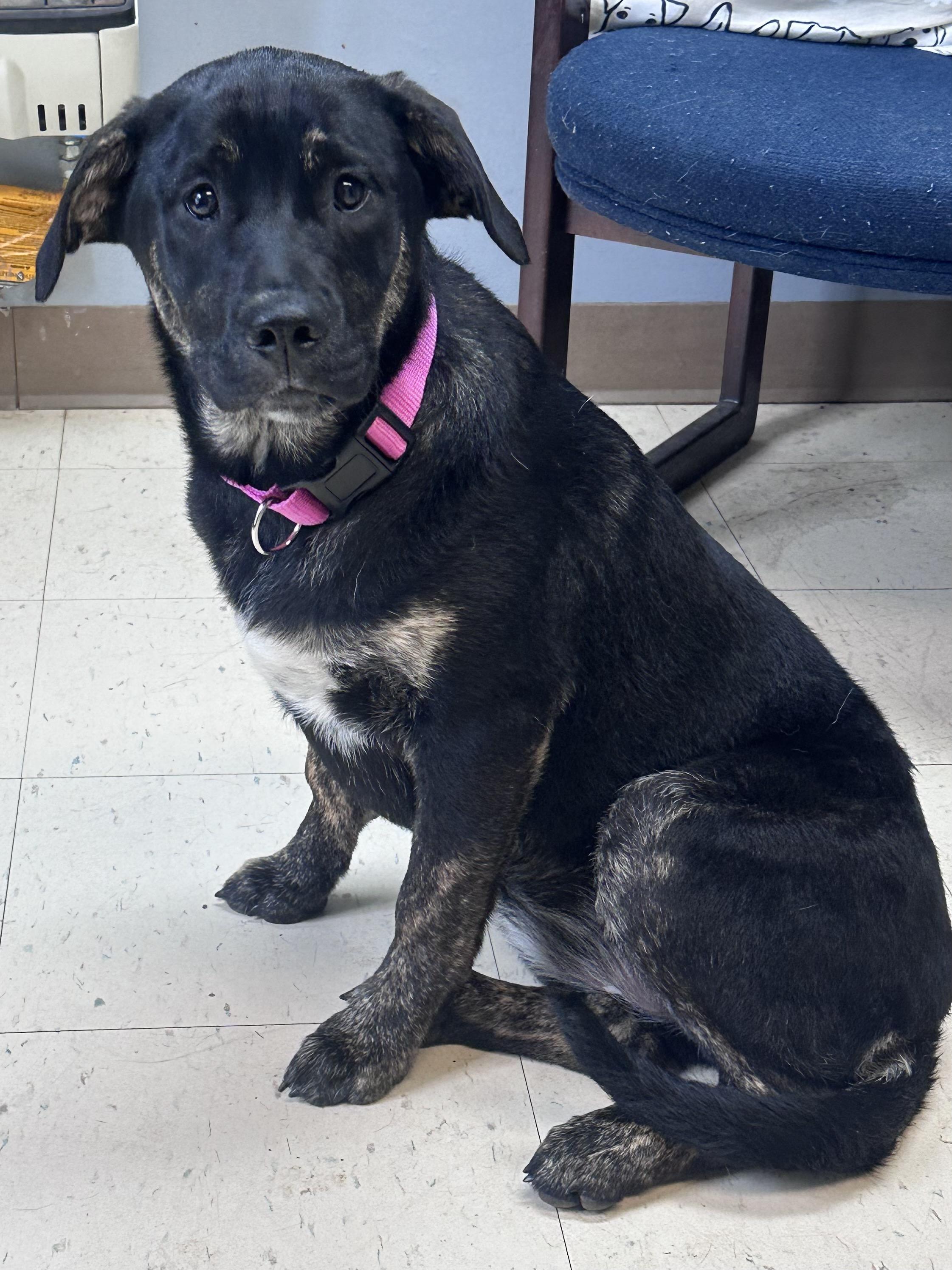 Enlarge Brownie G , an adopted mixed breed in Dyersburg, TN image 2/2