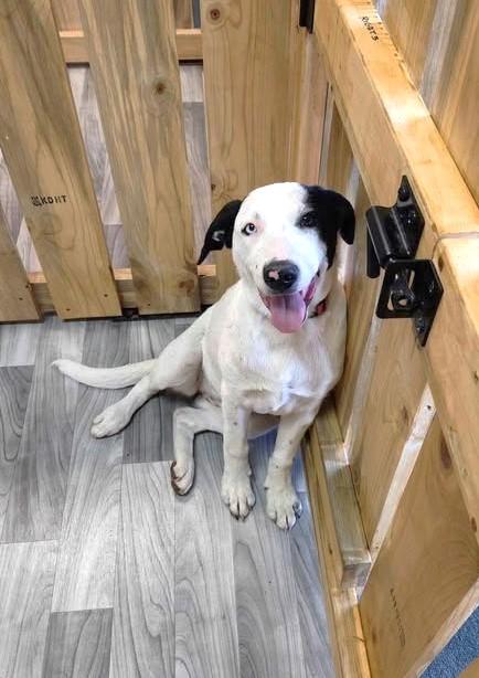 Bella, a Adoptable mixed breed in Lewiston, ID image 3/3