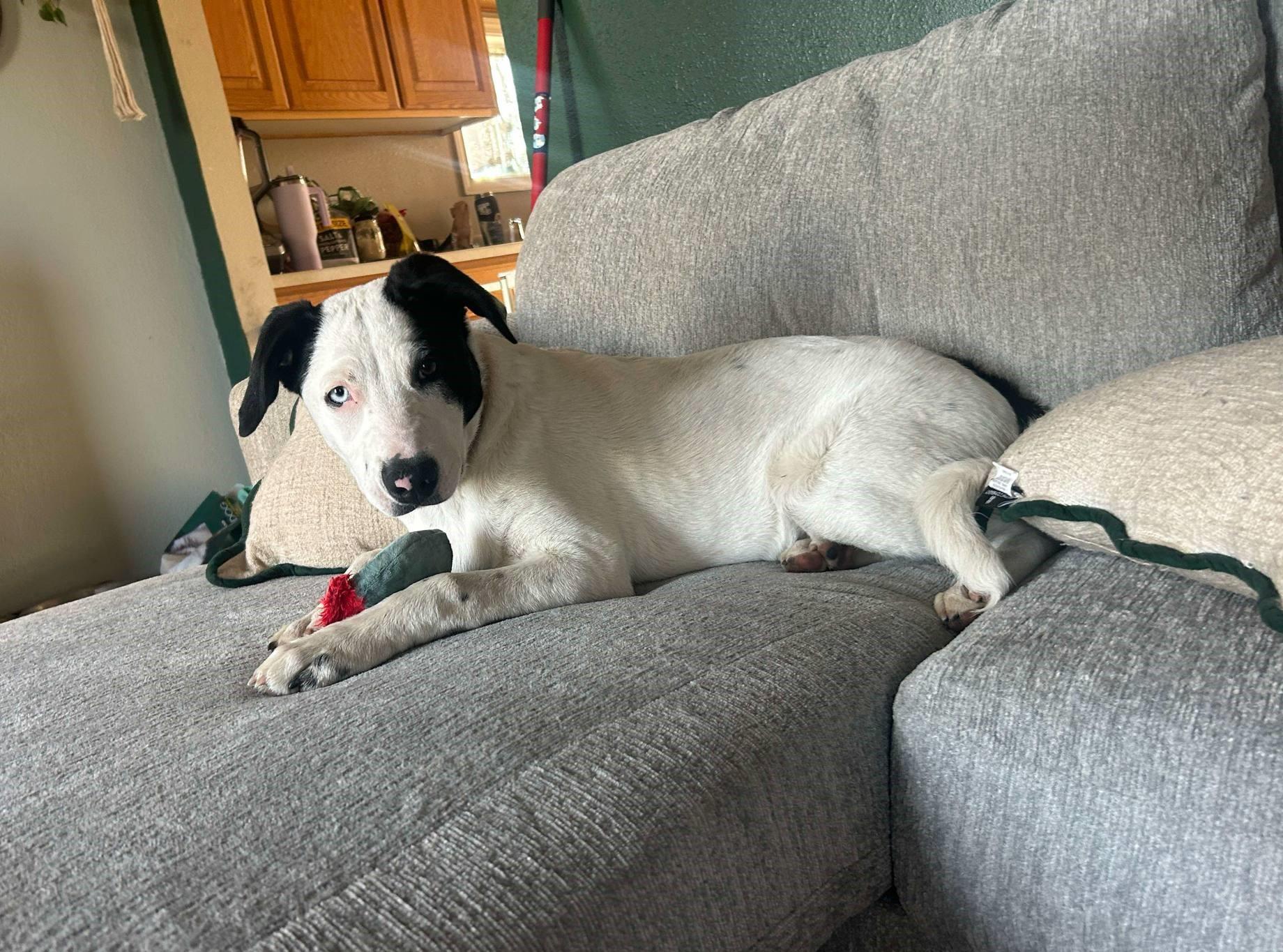 Bella, a Adoptable mixed breed in Lewiston, ID image 1/3