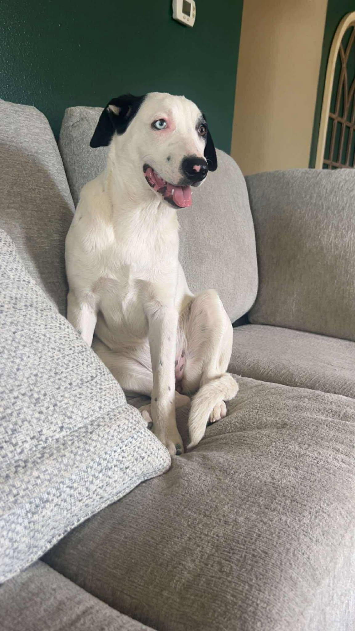 Bella, a Adoptable mixed breed in Lewiston, ID image 2/3