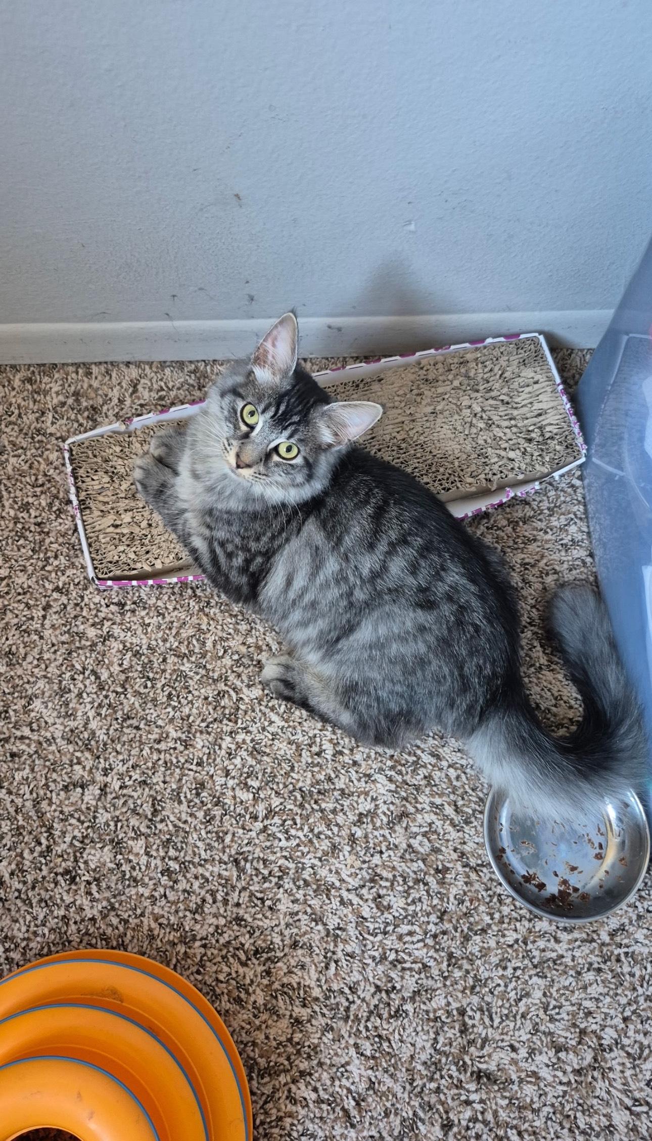 Enlarge Berg, a Adoptable mixed breed in Rochester Hills, MI image 3/5