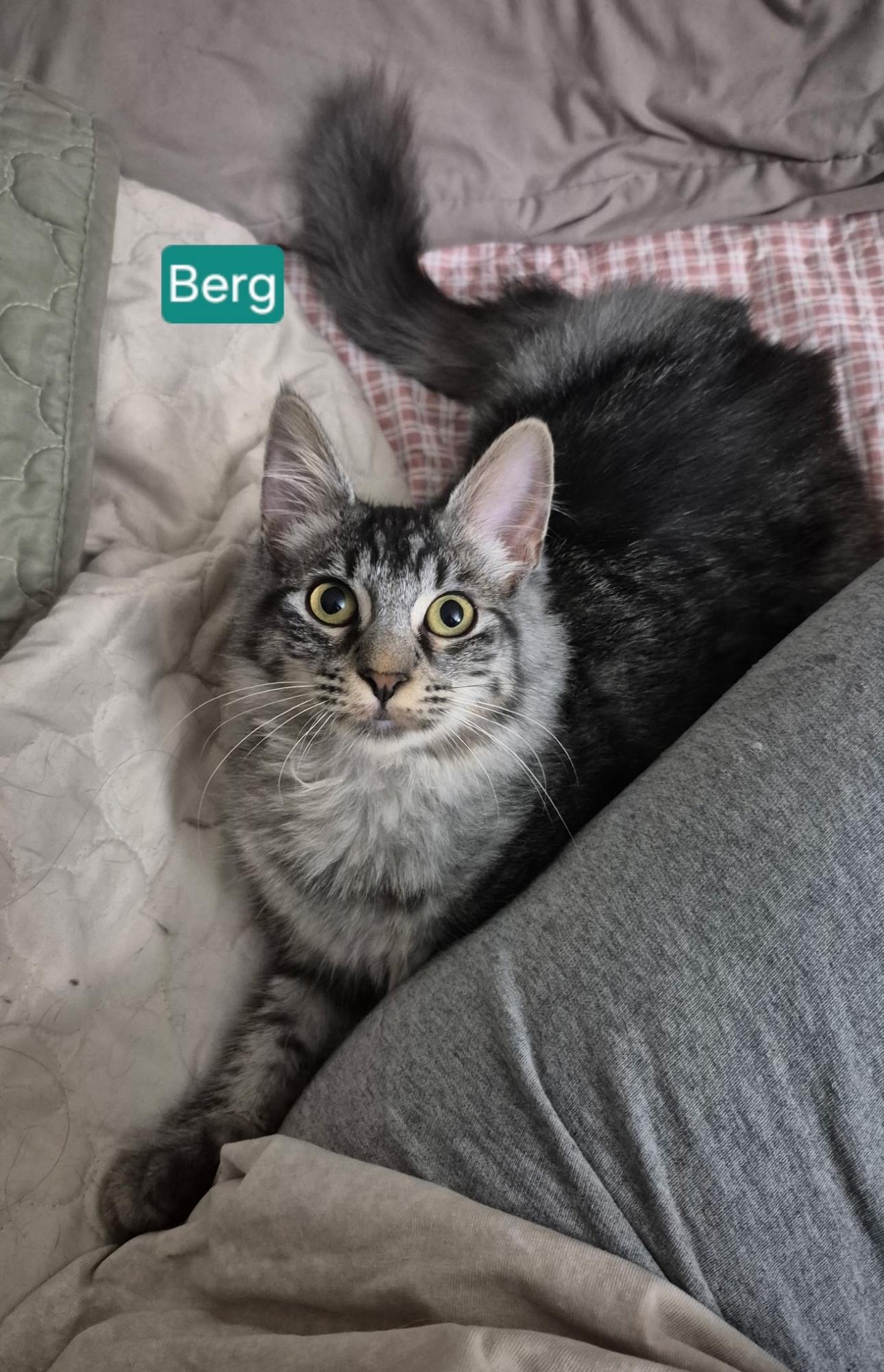 Enlarge Berg, a Adoptable mixed breed in Rochester Hills, MI image 1/5