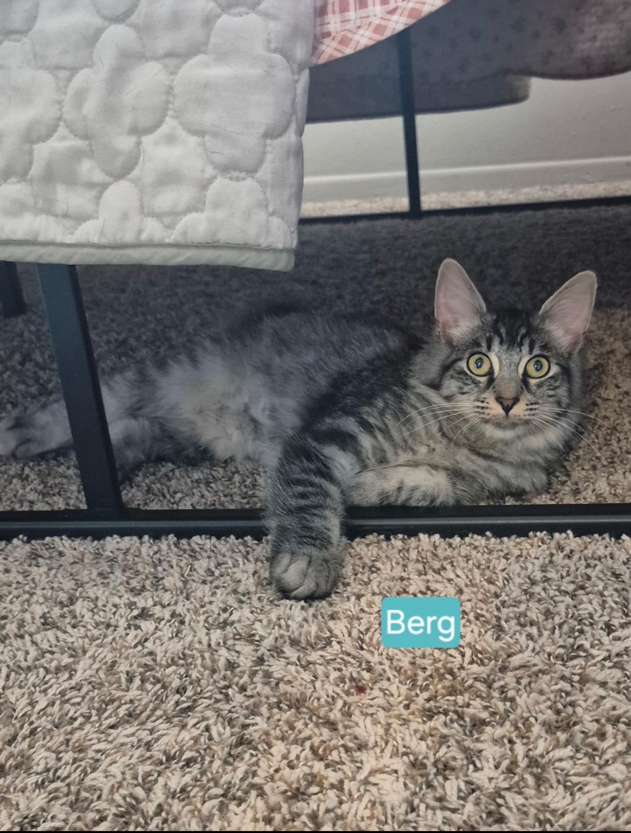 Enlarge Berg, a Adoptable mixed breed in Rochester Hills, MI image 2/5