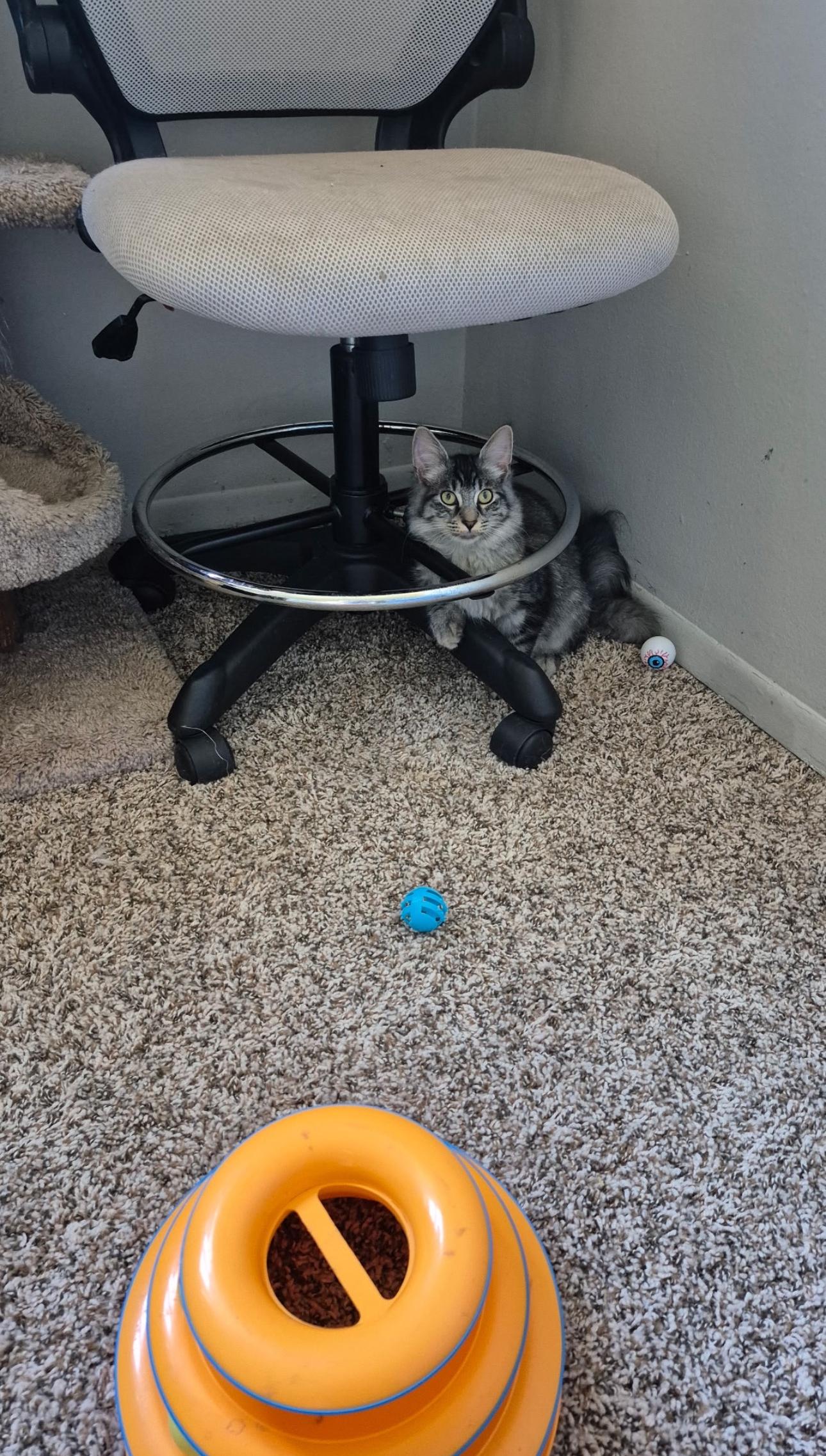 Enlarge Berg, a Adoptable mixed breed in Rochester Hills, MI image 4/5