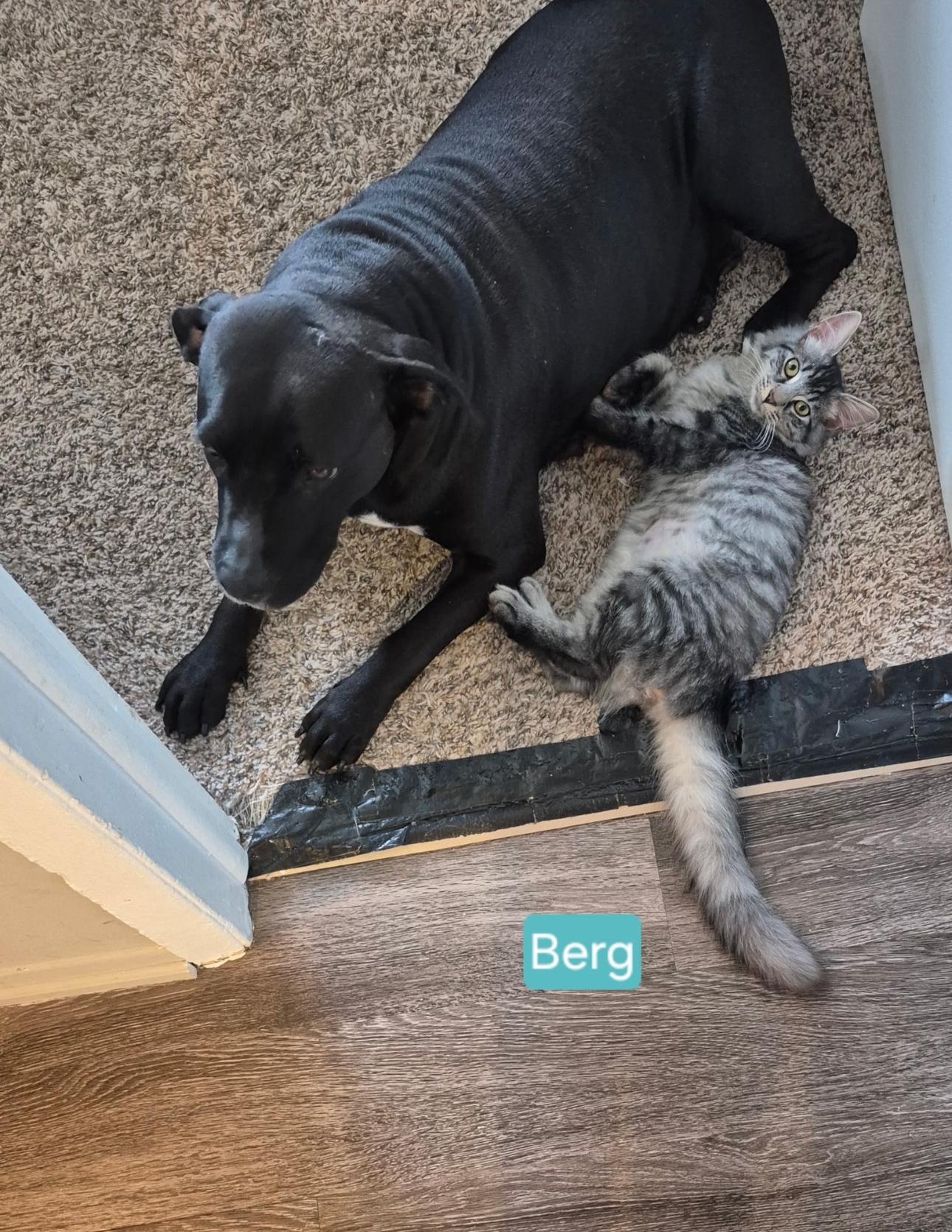 Enlarge Berg, a Adoptable mixed breed in Rochester Hills, MI image 5/5