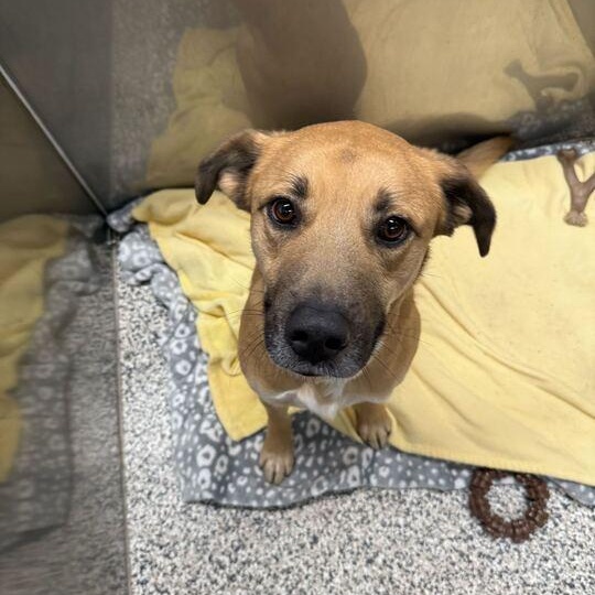 Enlarge Luke "Jake" , a ADOPTABLE mixed breed in Jackson, MI image 3/3