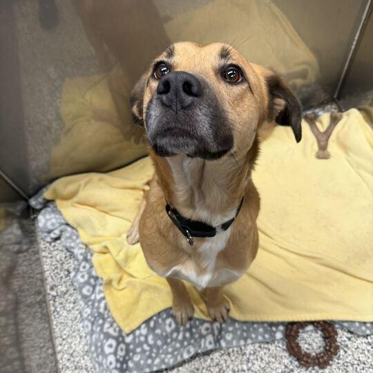 Enlarge Luke "Jake" , a ADOPTABLE mixed breed in Jackson, MI image 2/3