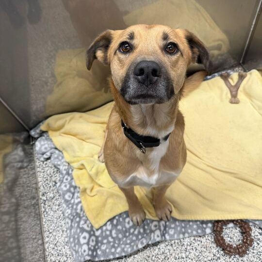 Enlarge Luke "Jake" , a ADOPTABLE mixed breed in Jackson, MI image 1/3