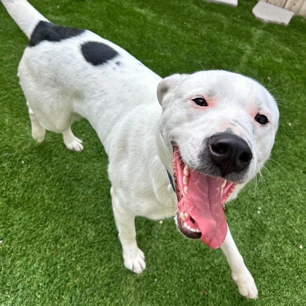 Enlarge Wally, a Adoptable mixed breed in New Orleans, LA image 4/6