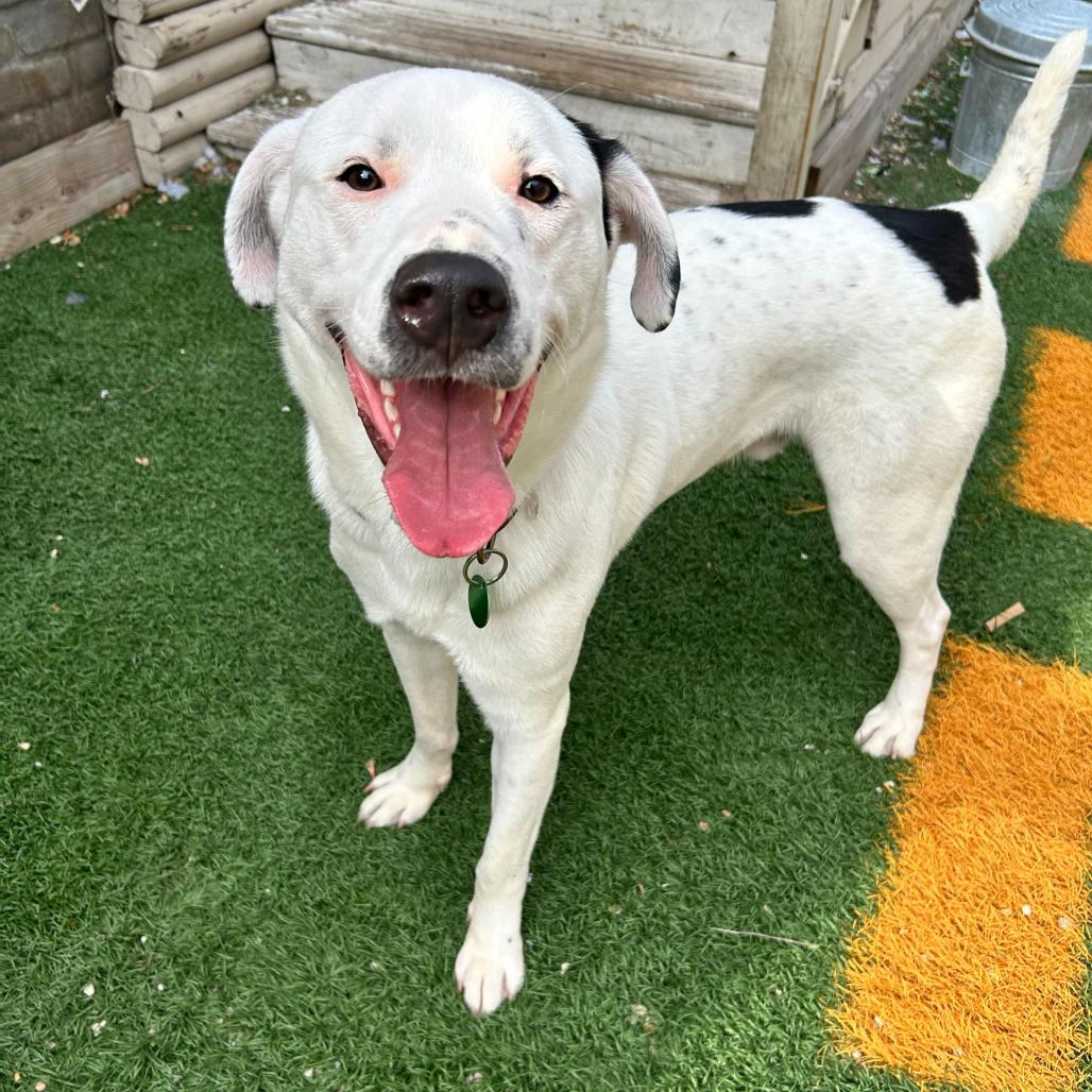 Enlarge Wally, a Adoptable mixed breed in New Orleans, LA image 2/6
