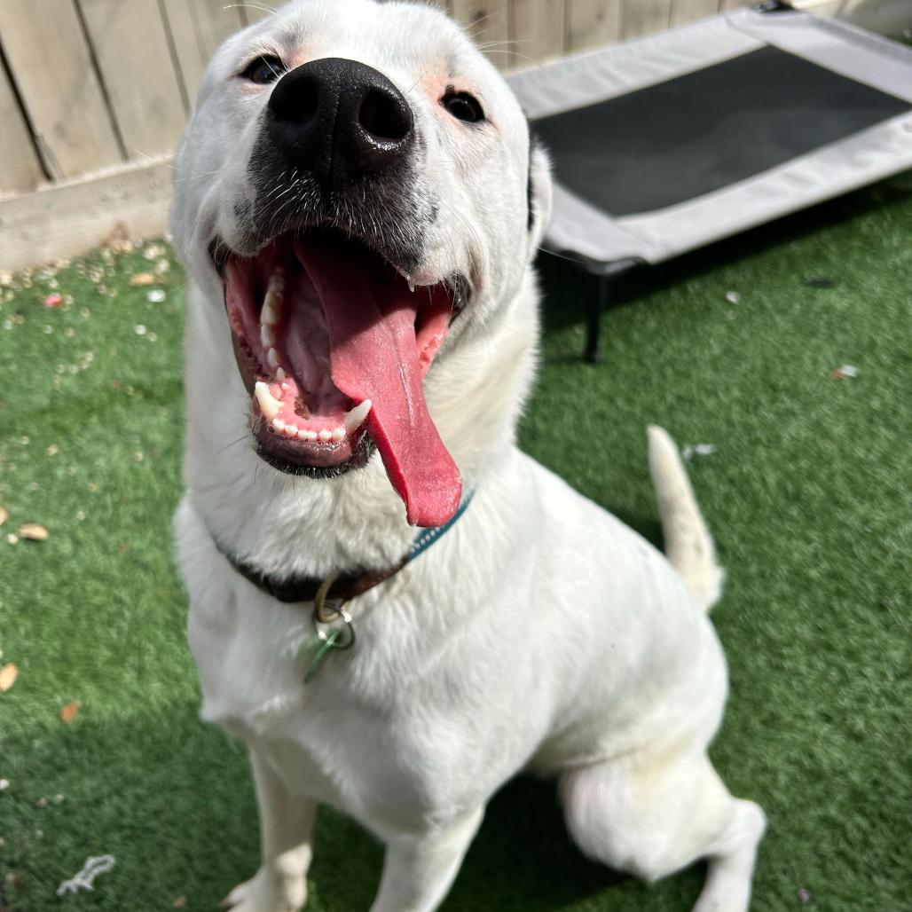 Enlarge Wally, a Adoptable mixed breed in New Orleans, LA image 5/6