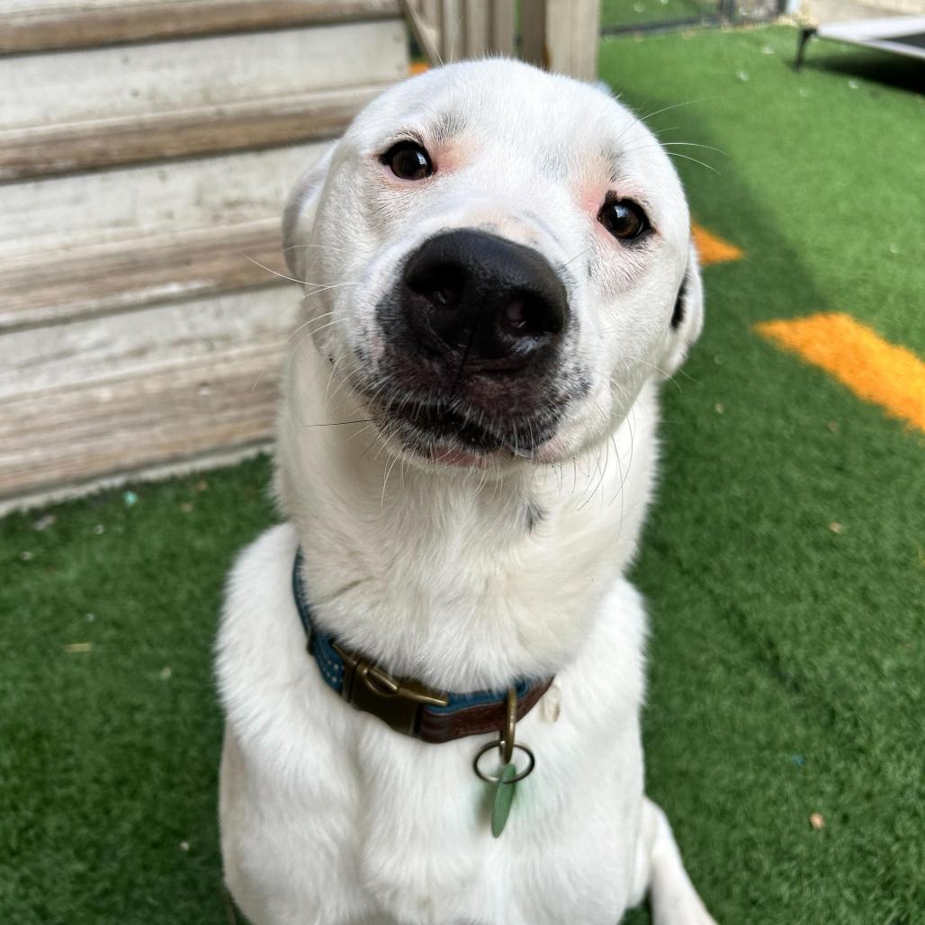 Enlarge Wally, a Adoptable mixed breed in New Orleans, LA image 3/6