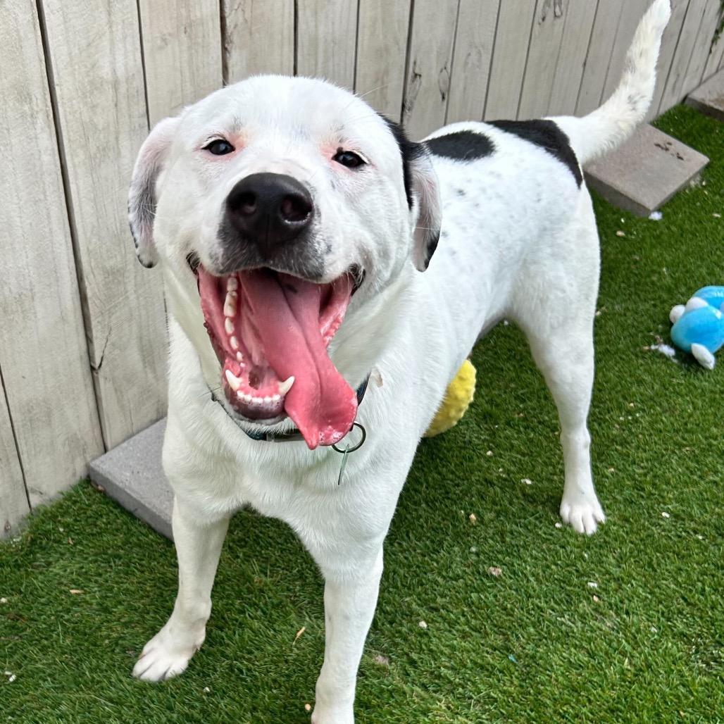 Enlarge Wally, a Adoptable mixed breed in New Orleans, LA image 6/6