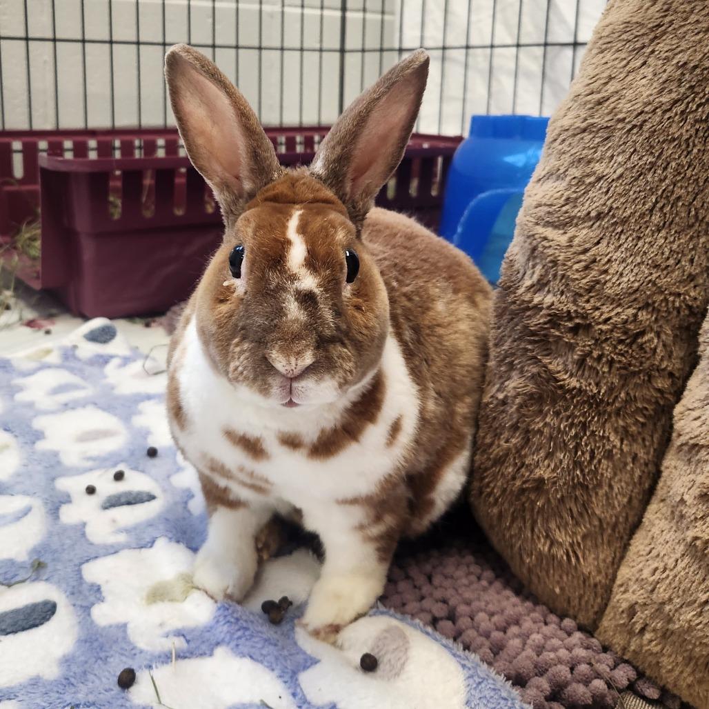 Ziggy, Adoptable, Senior Male Rex.