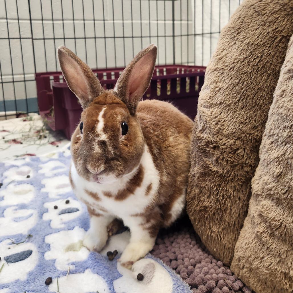 Ziggy, a Adoptable Rex in Brockton, MA image 2/2