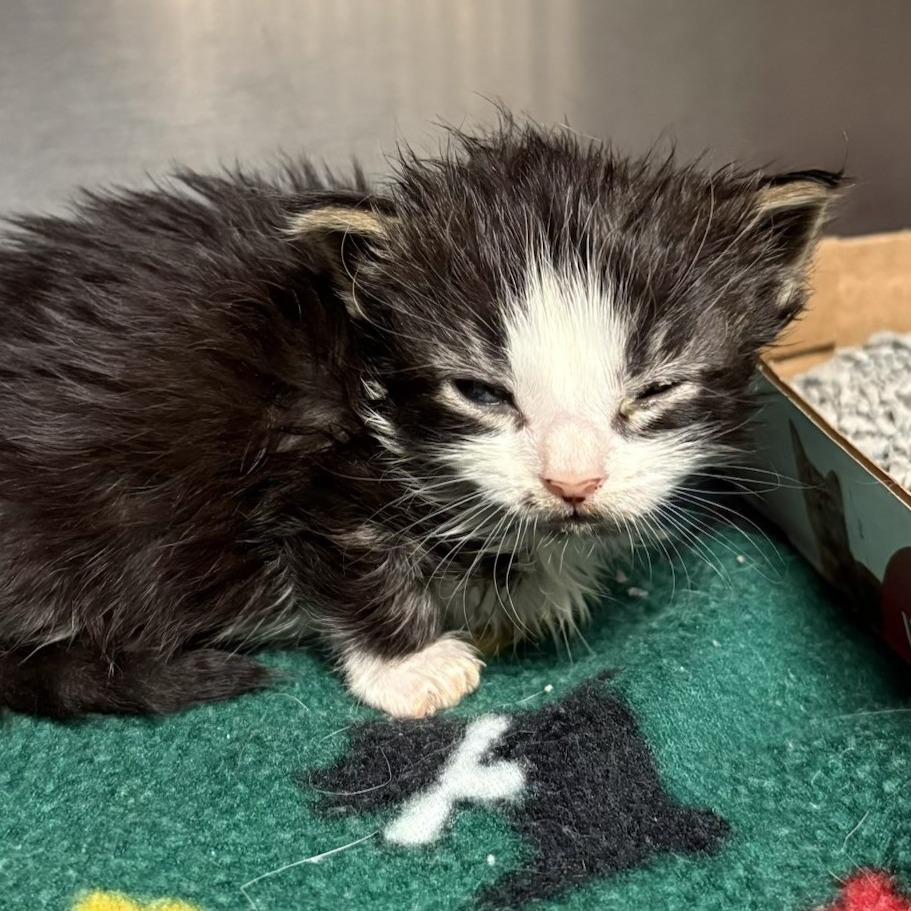 Enlarge Tide Pod, a Adoptable Domestic Short Hair in Knoxville, TN image 1/1