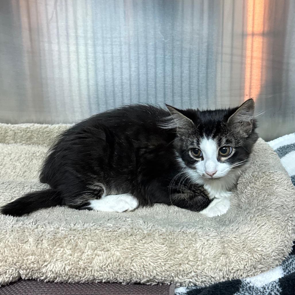 Enlarge Tide Pod, a Adoptable Domestic Short Hair in Knoxville, TN image 2/2