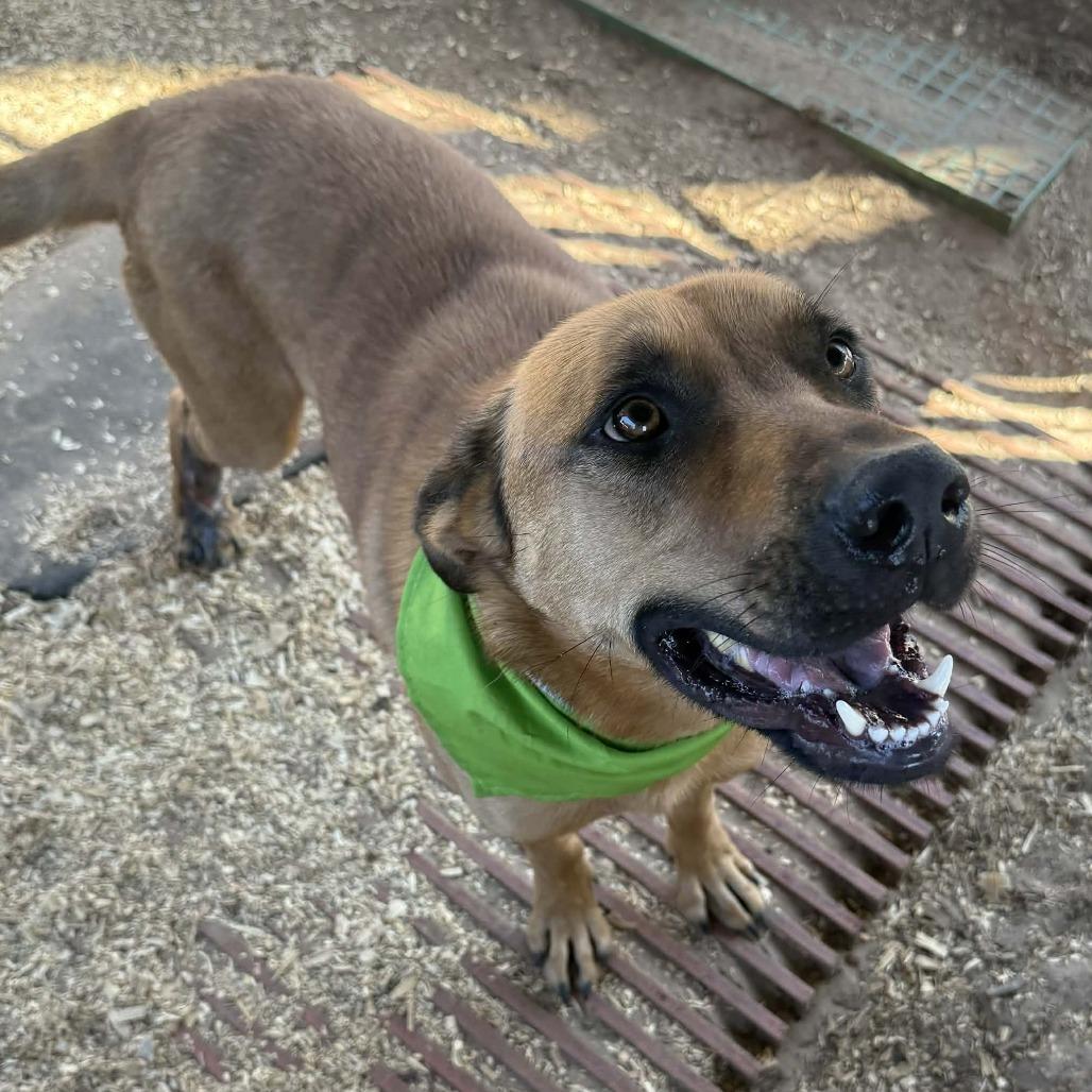 Kuchi Kopi, Adoptable, Adult Male Black Mouth Cur & Shepherd.