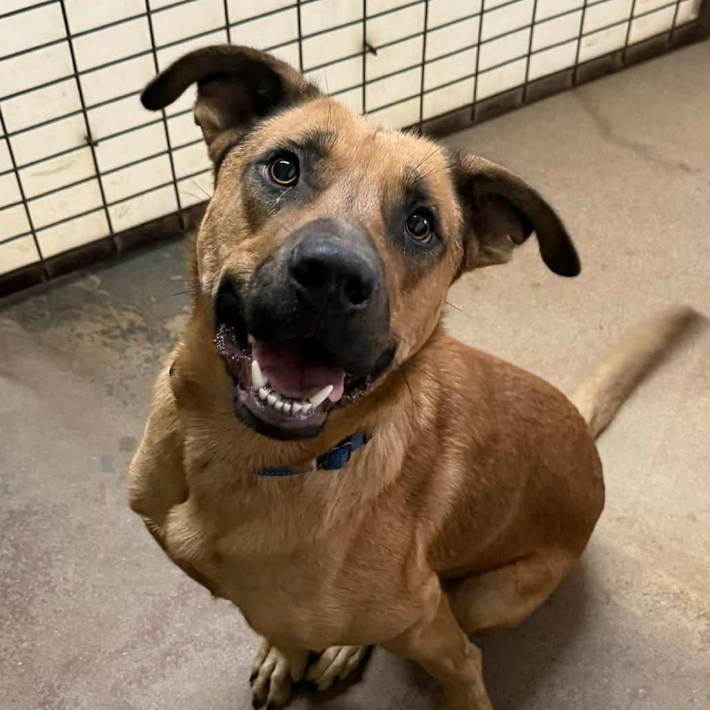 Kuchi Kopi, a Adoptable mixed breed in Stephenville, TX image 1/3