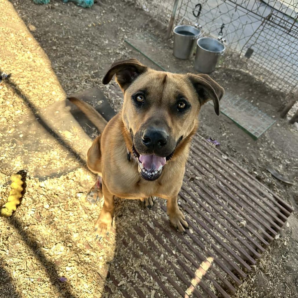 Enlarge Kuchi Kopi, a Adoptable mixed breed in Stephenville, TX image 3/6
