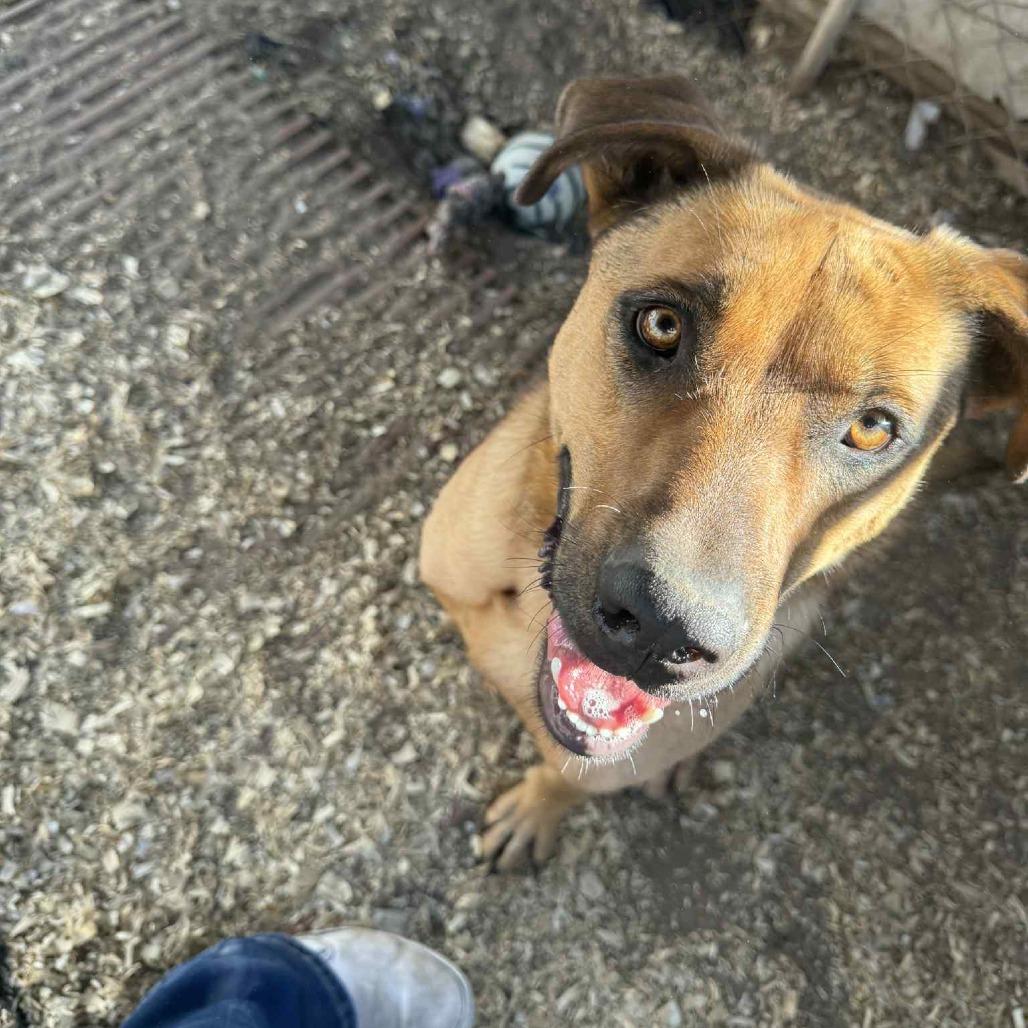 Kuchi Kopi, a Adoptable mixed breed in Stephenville, TX image 2/3