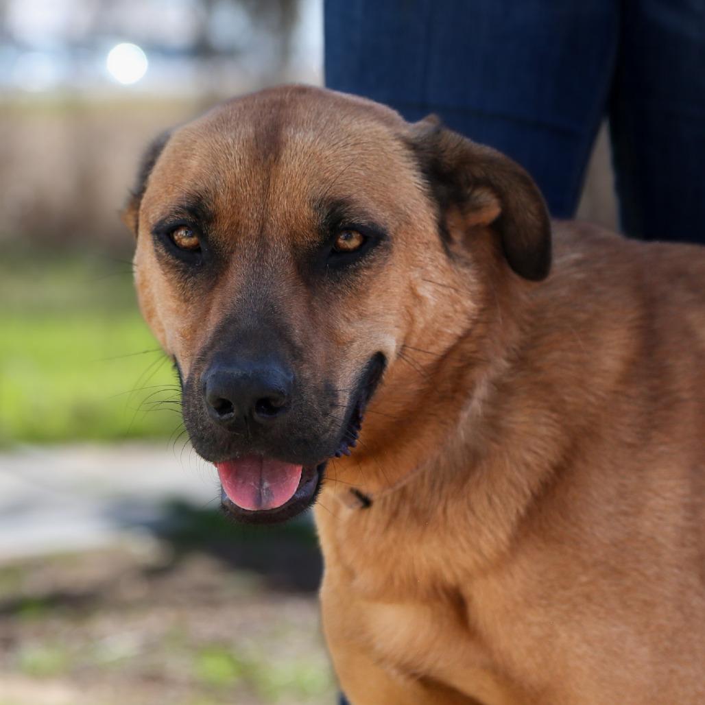 Enlarge Kuchi Kopi, a Adoptable mixed breed in Stephenville, TX image 5/6