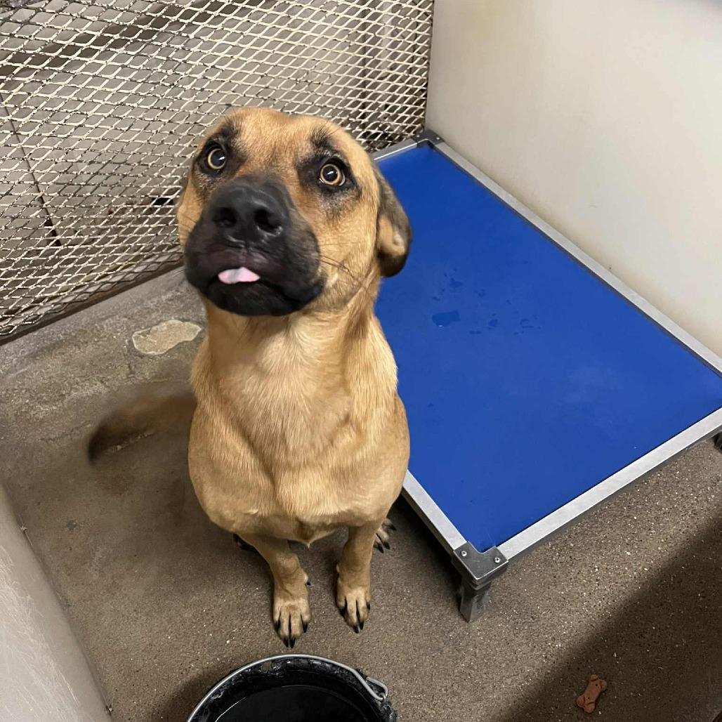 Kuchi Kopi, a Adoptable mixed breed in Stephenville, TX image 3/3