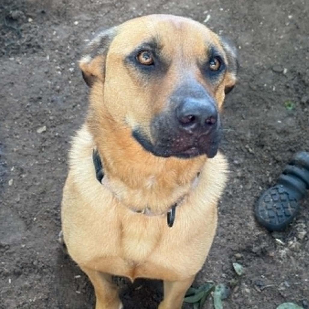Kuchi Kopi, a Adoptable mixed breed in Stephenville, TX image 6/6