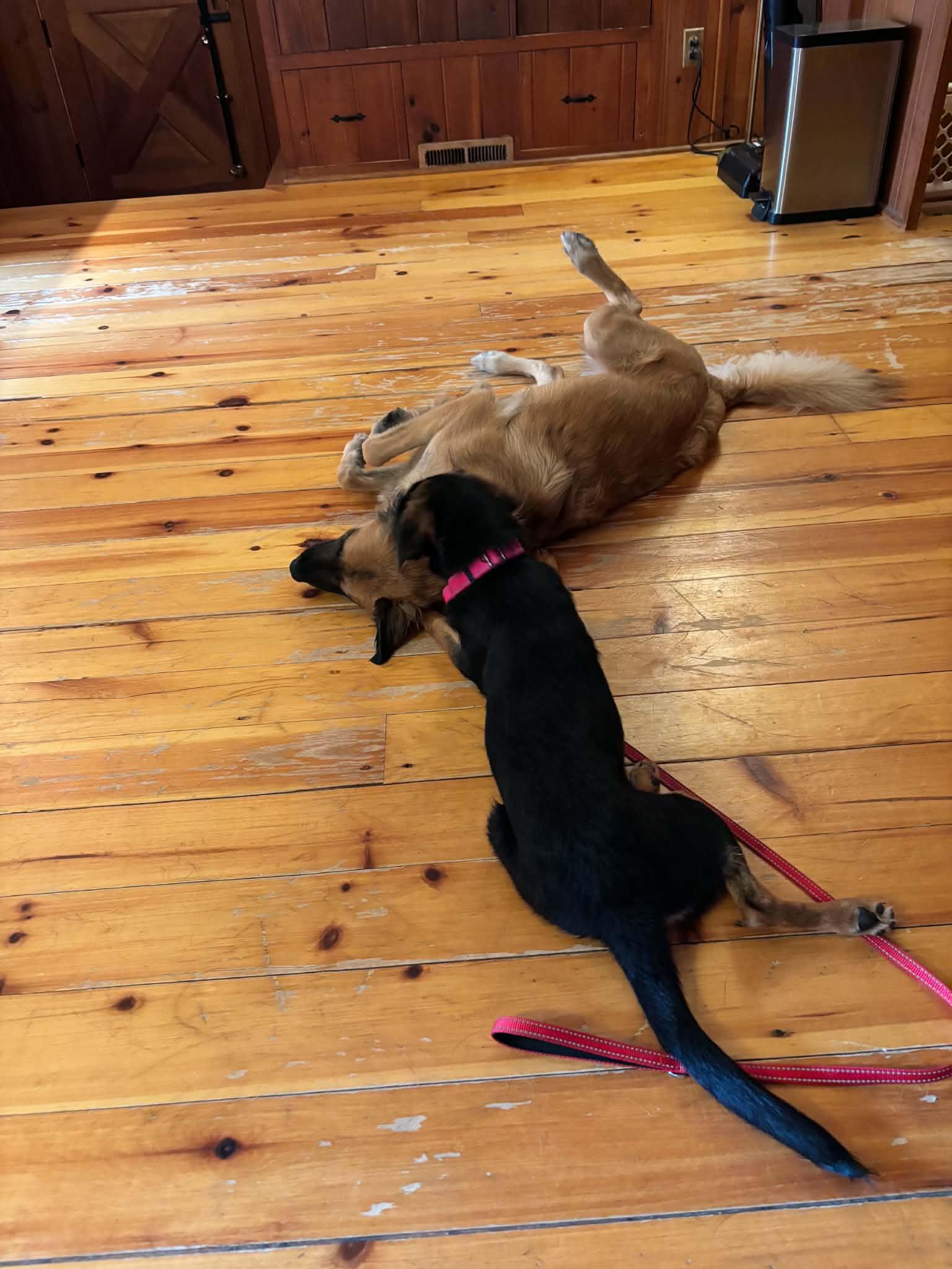 Gertie, ADOPTABLE, Young Female Dachshund.
