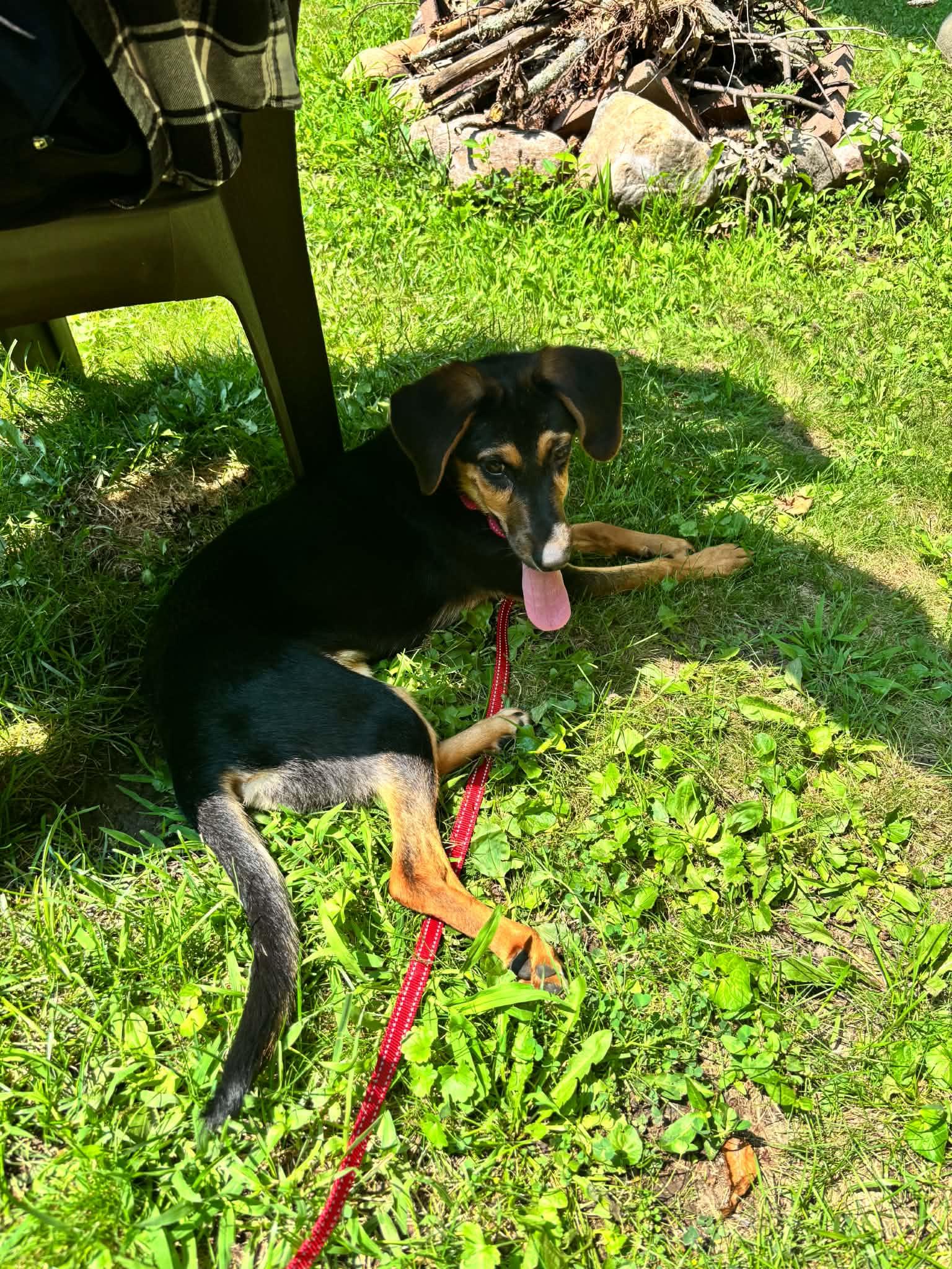 Gertie, a ADOPTABLE mixed breed in Albany, NY image 2/4