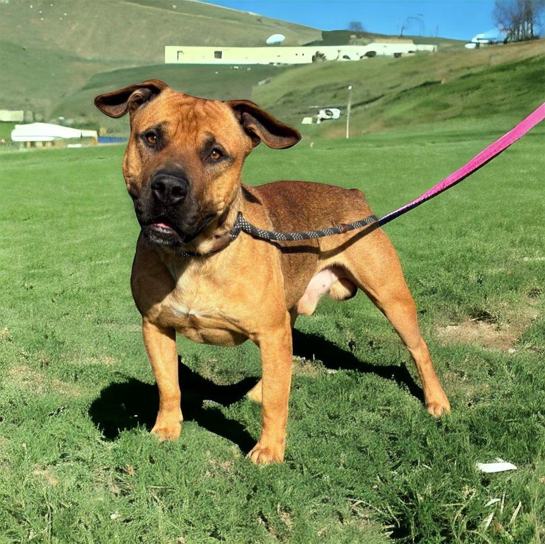 Conan, an adoptable Mastiff in Williston, VT, 05495 | Photo Image 4