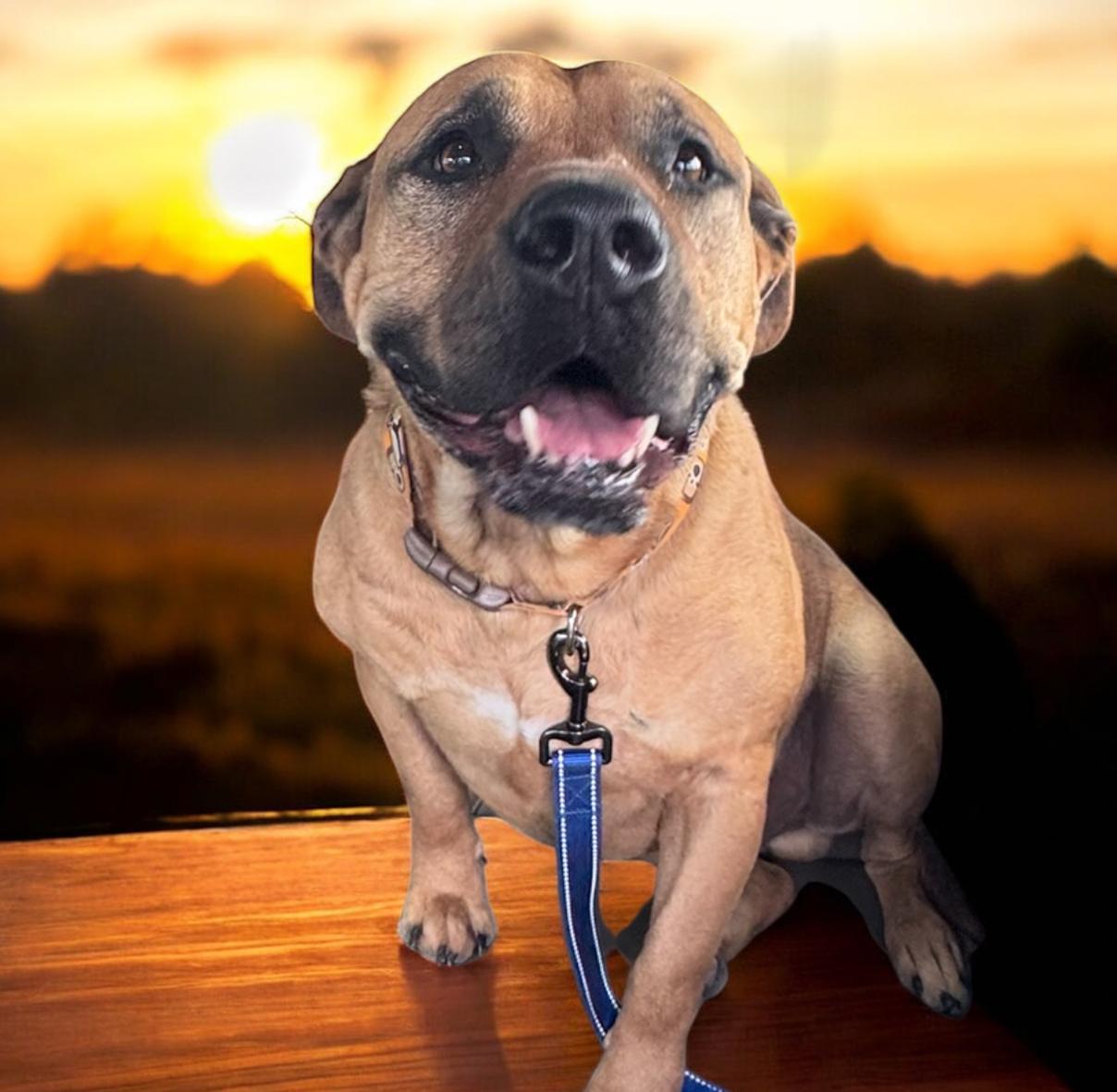 Conan, an adoptable Mastiff in Williston, VT, 05495 | Photo Image 1