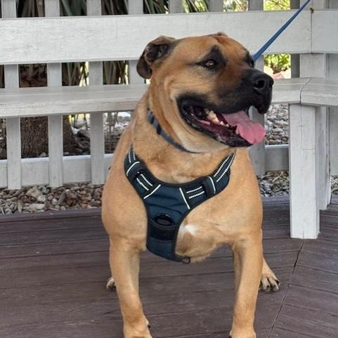 Conan, an adoptable Mastiff in Williston, VT, 05495 | Photo Image 6