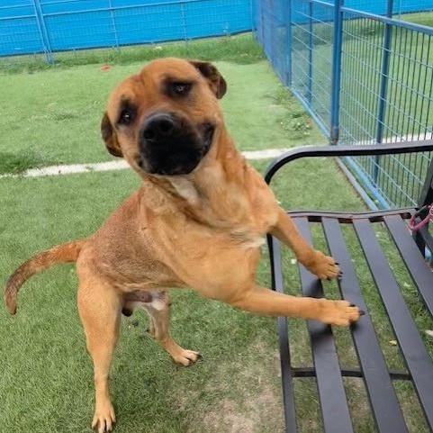 Conan, a Adoptable mixed breed in Williston, VT image 4/6