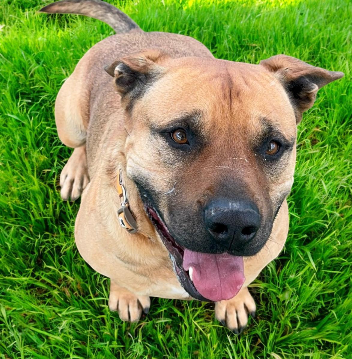 Conan, an adoptable Mastiff in Williston, VT, 05495 | Photo Image 3