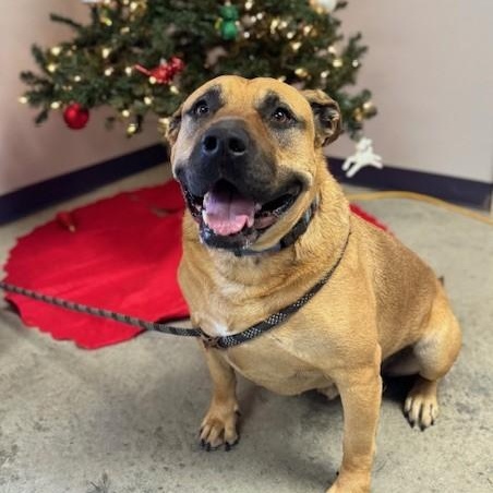 Conan, a Adoptable mixed breed in Williston, VT image 5/6