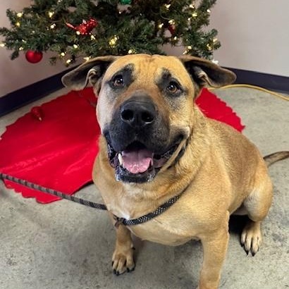 Conan, an adoptable Mastiff in Williston, VT, 05495 | Photo Image 1