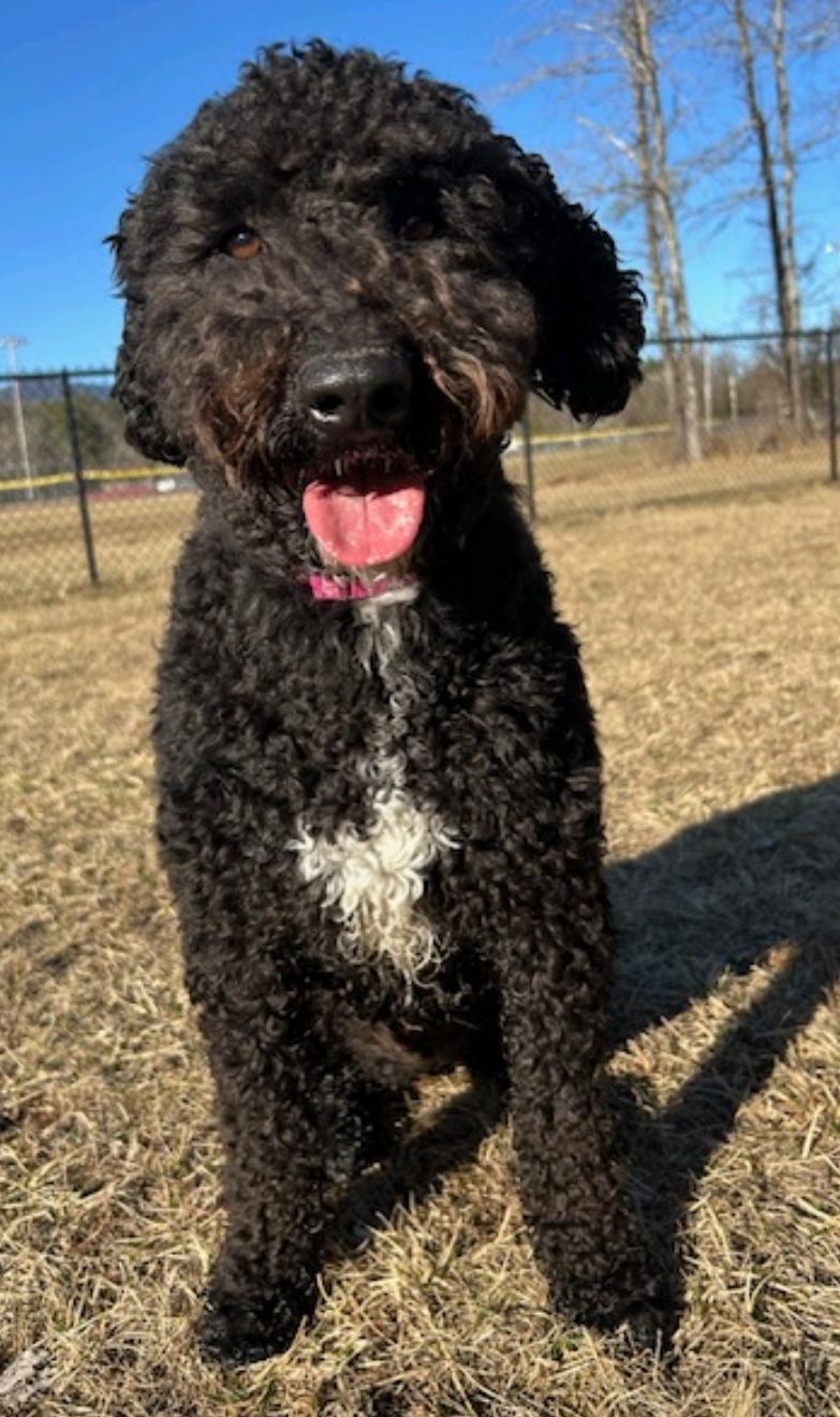 Raven-Portuguese Water Dog(fostered in VT), Adopted, Young Female Portuguese Water Dog.