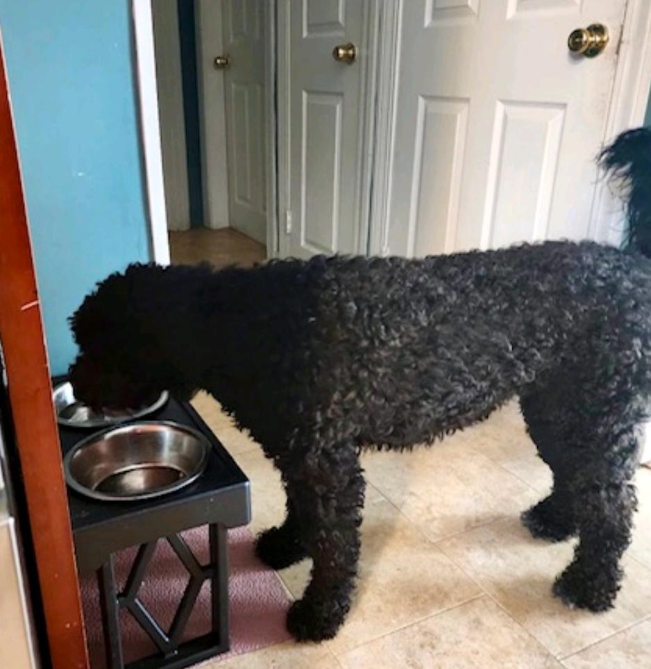 Raven-Portuguese Water Dog(fostered in VT), a Adopted Portuguese Water Dog in Woolwich, ME image 2/6