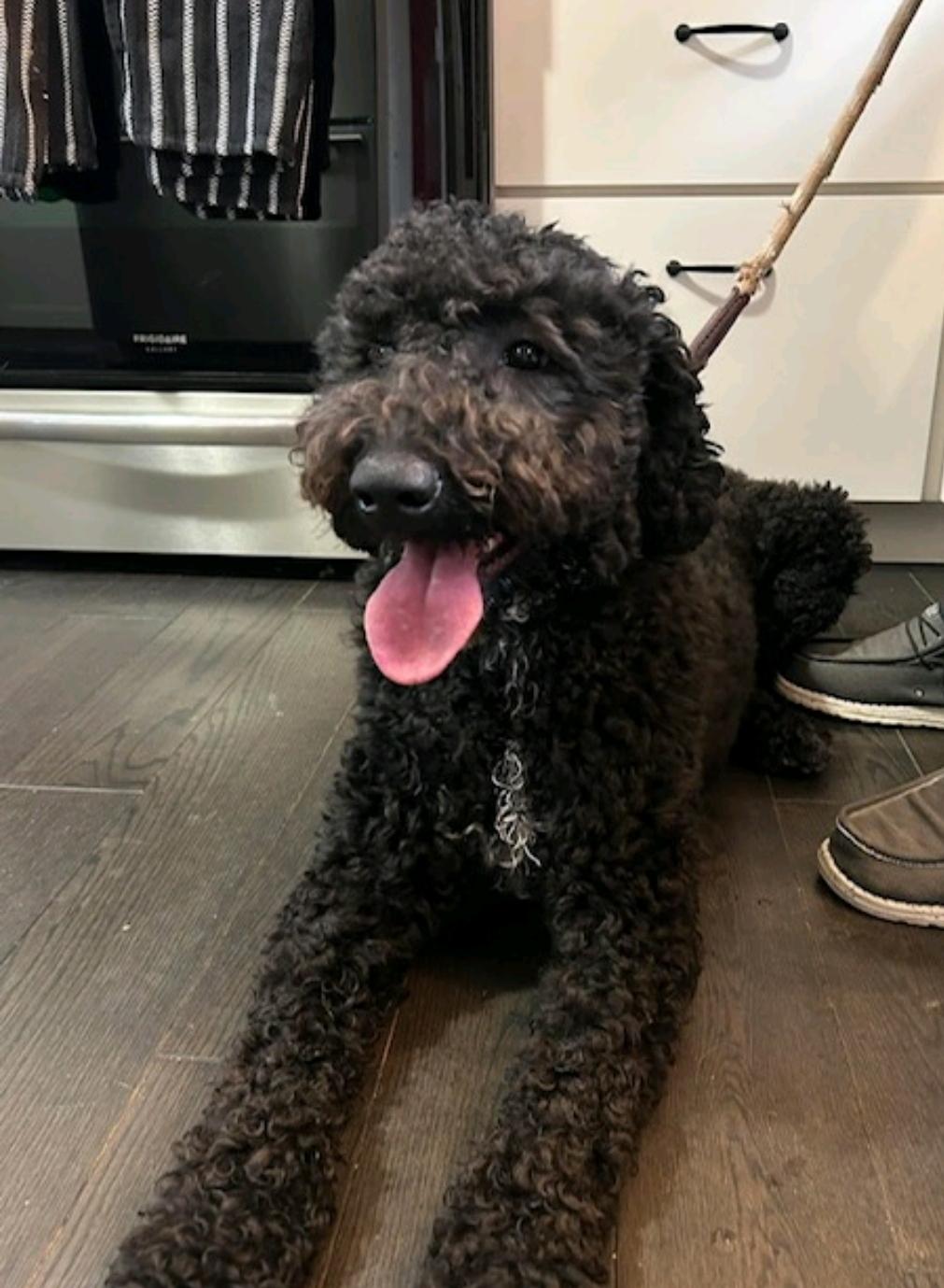 Raven-Portuguese Water Dog(fostered in VT), a Adopted Portuguese Water Dog in Woolwich, ME image 6/6