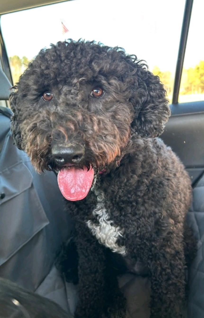 Raven-Portuguese Water Dog(fostered in VT), a Adopted Portuguese Water Dog in Woolwich, ME image 4/6