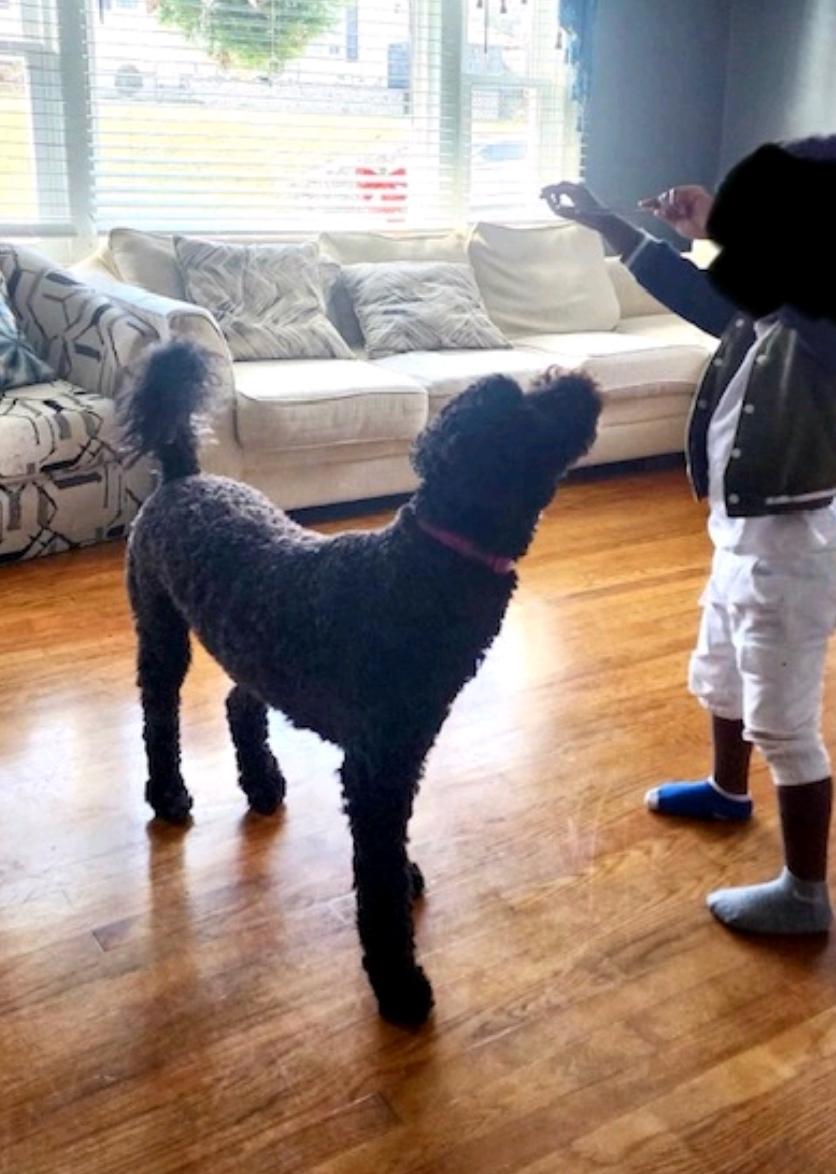 Raven-Portuguese Water Dog(fostered in VT), a Adopted Portuguese Water Dog in Woolwich, ME image 3/6