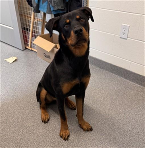 ARLENE, Adoptable, Young Female Rottweiler & Mixed Breed.