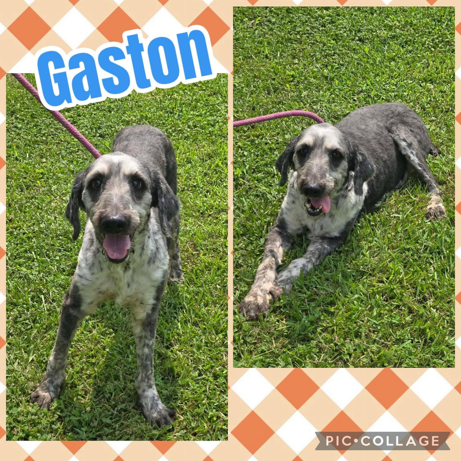 Gaston, ADOPTABLE, Young Male Sheepadoodle.