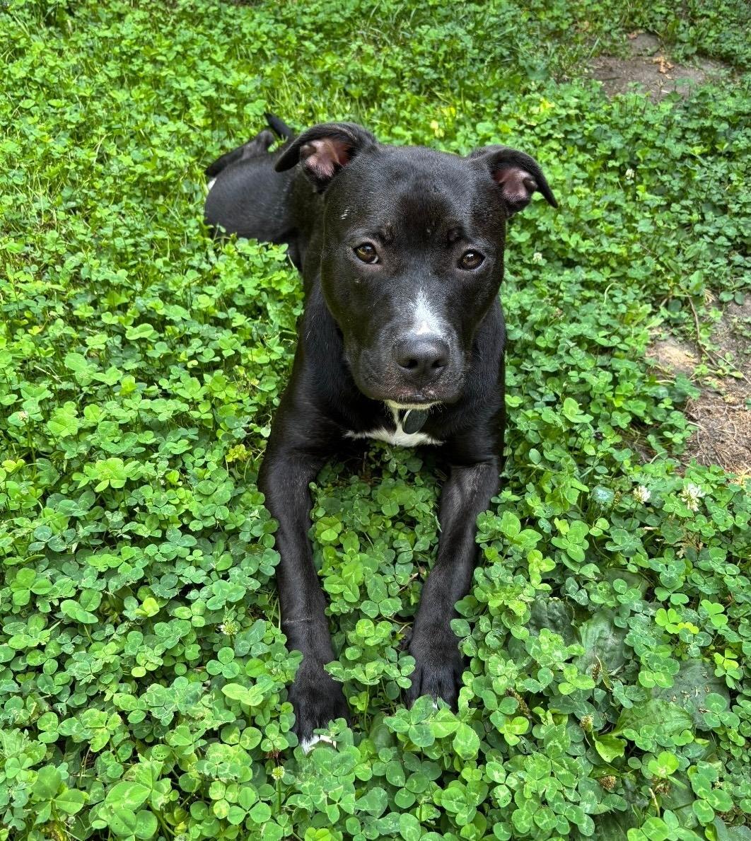 Enlarge Pryia, a Adopted Mixed Breed in Vaudreuil-Dorion, QC image 1/1