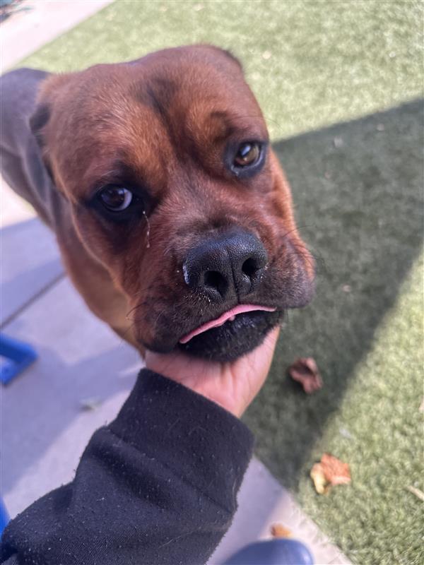 Rocky, Adoptable, Adult Male Cane Corso & Rottweiler.