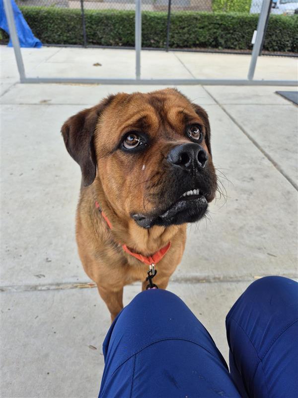 Rocky, a Adoptable mixed breed in Elk Grove, CA image 2/2