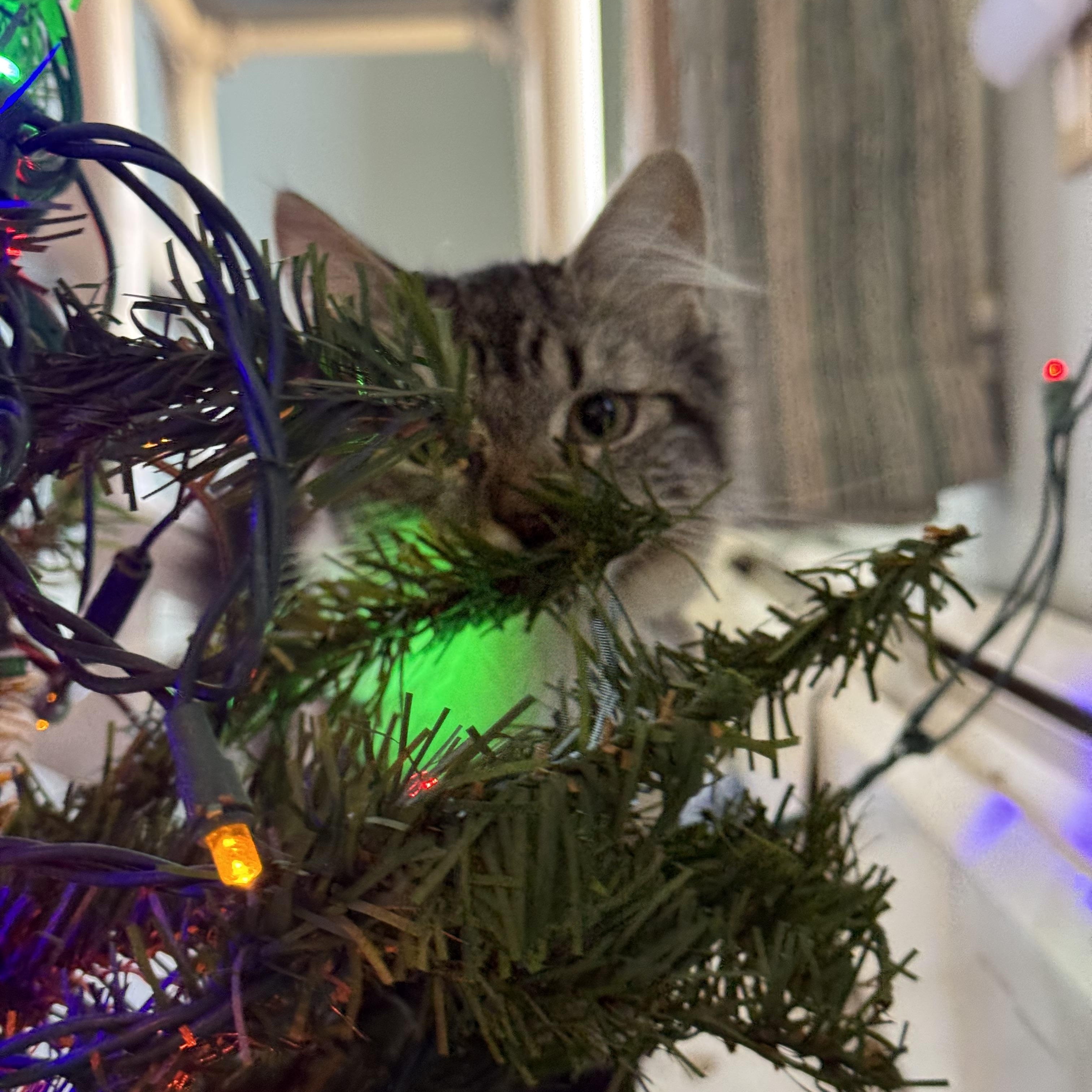 Enlarge Ella Marie, a Adoptable Domestic Medium Hair in Uxbridge, MA image 2/3