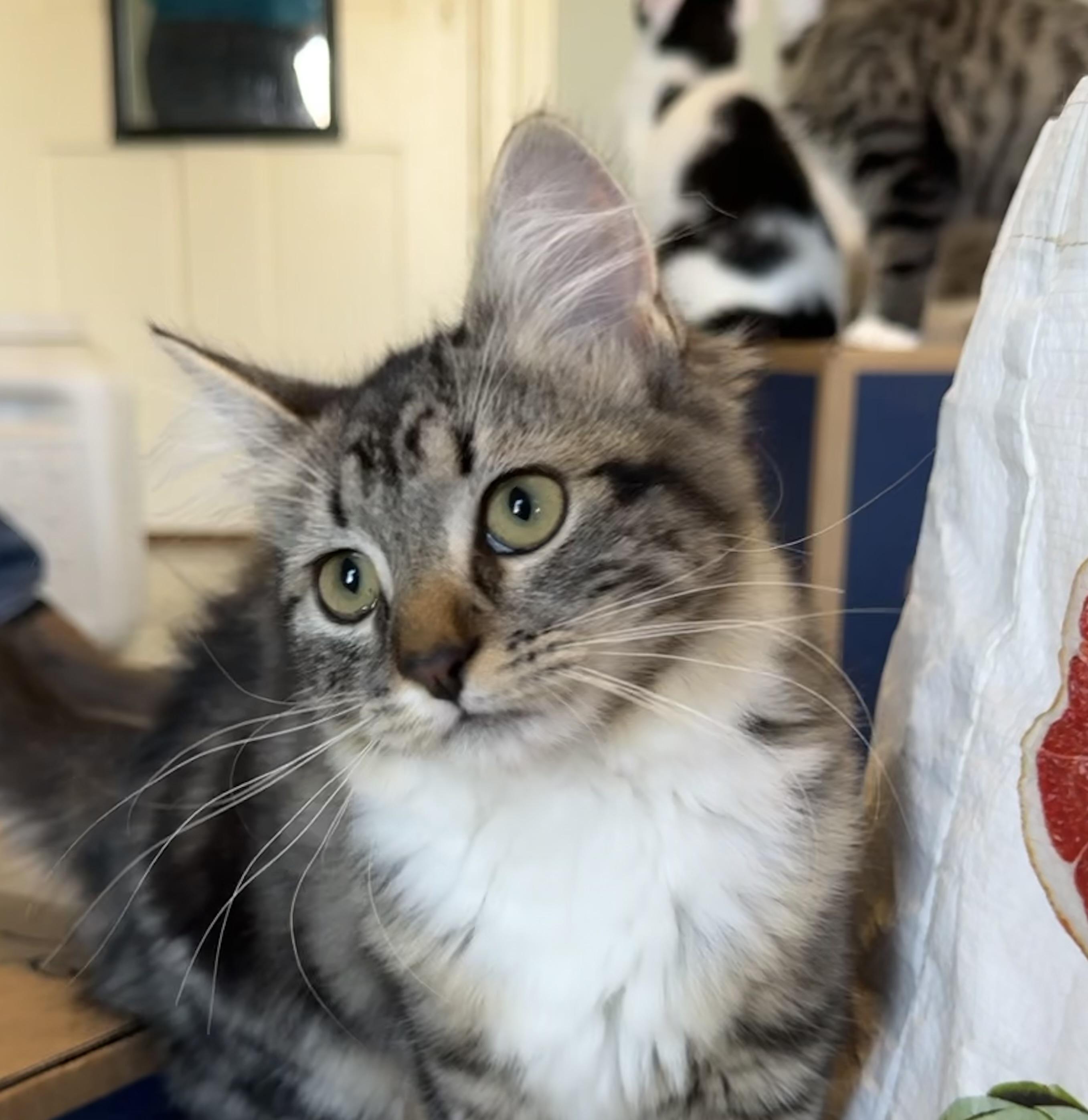 Ella Marie, Adoptable, Kitten Female Domestic Medium Hair.