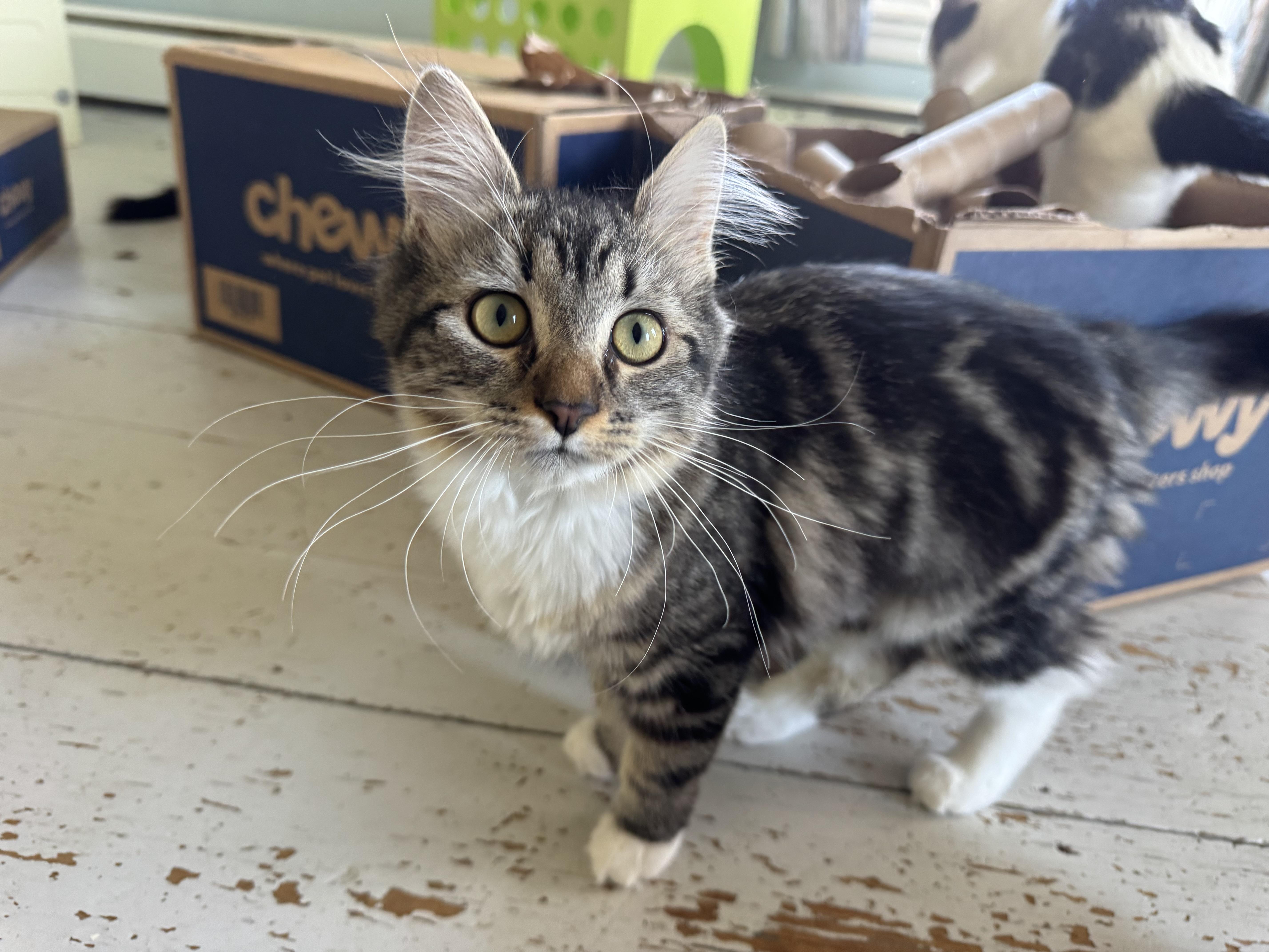 Enlarge Ella Marie, a Adoptable Domestic Medium Hair in Uxbridge, MA image 3/3